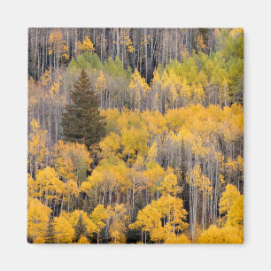 Aspen Trees   White River National Forest Magnet