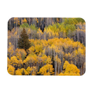 Aspen Trees White River National Forest Magnet