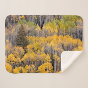 Aspen Trees White River National Forest Sherpa Blanket