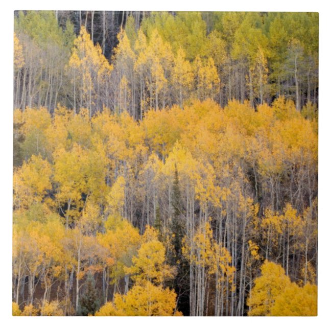 Aspen Trees | White River National Forest Tile (Front)