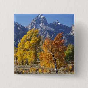 Aspen trees with the Teton mountain range 15 Cm Square Badge