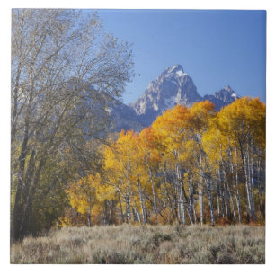 Aspen trees with the Teton mountain range 3 Tile