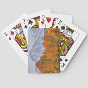 Aspen trees with the Teton mountain range 5 Playing Cards