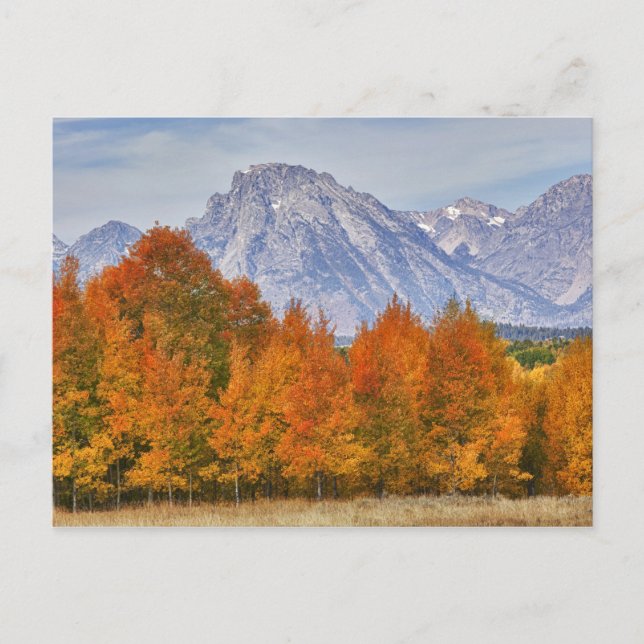 Aspen trees with the Teton mountain range 5 Postcard (Front)