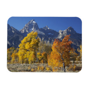 Aspen trees with the Teton mountain range Magnet