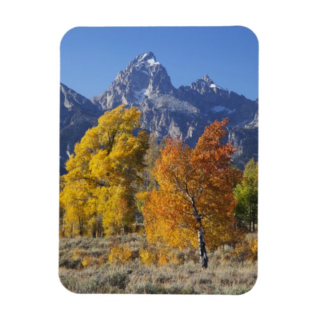 Aspen trees with the Teton mountain range Magnet (Vertical)