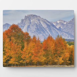 Aspen trees with the Teton mountain range Plaque