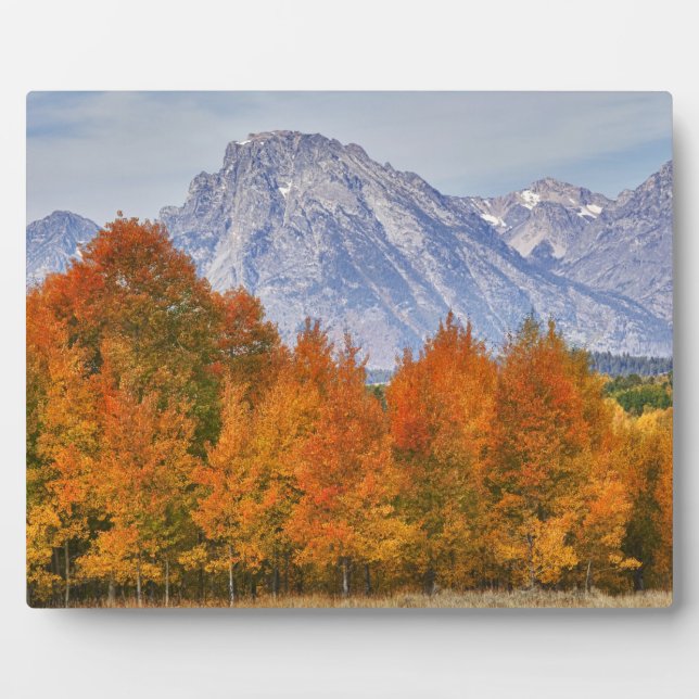 Aspen trees with the Teton mountain range Plaque (Front)