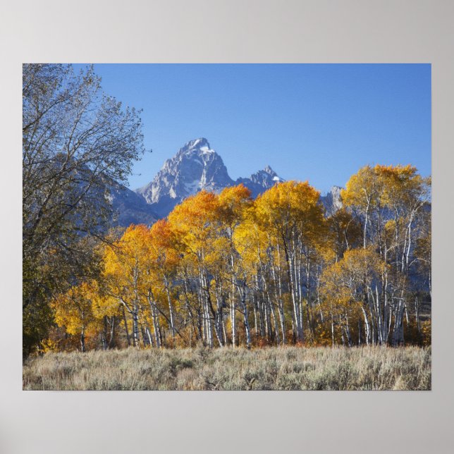 Aspen trees with the Teton mountain range Poster (Front)