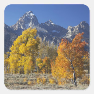 Aspen trees with the Teton mountain range Square Sticker