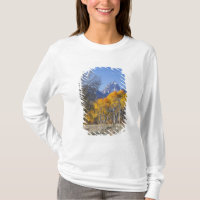 Aspen trees with the Teton mountain range