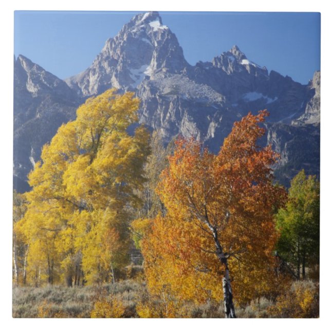 Aspen trees with the Teton mountain range Tile (Front)