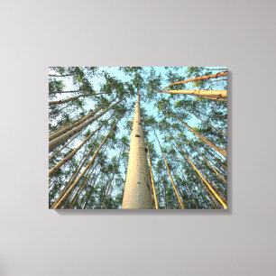 Aspen Trunks And Leaves, Yukon Canvas Print