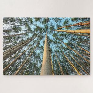 Aspen Trunks And Leaves, Yukon Jigsaw Puzzle