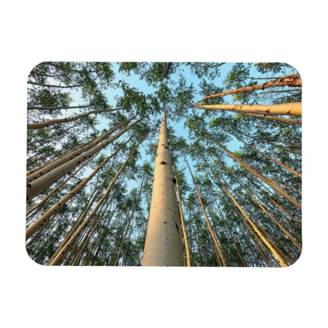 Aspen Trunks And Leaves, Yukon Magnet (Horizontal)
