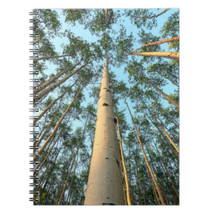 Aspen Trunks And Leaves, Yukon Notebook