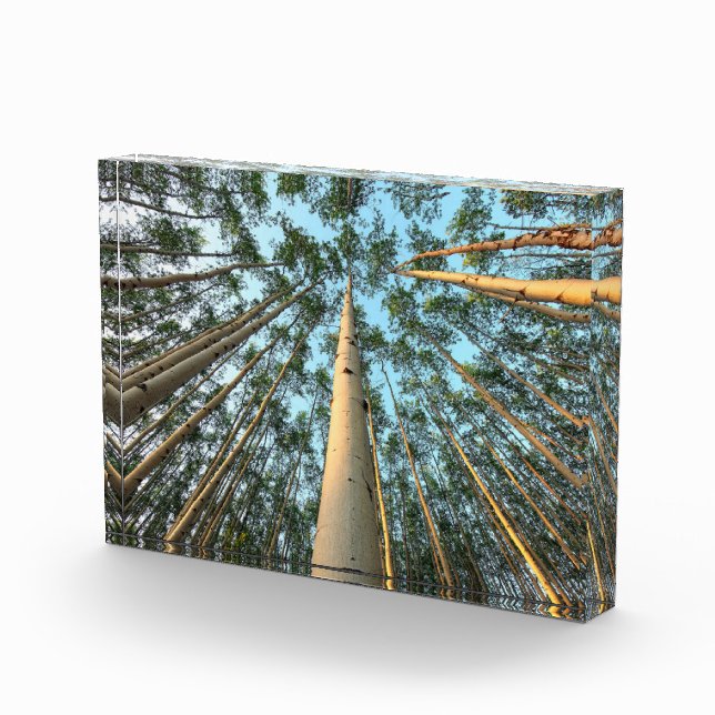 Aspen Trunks And Leaves, Yukon Photo Block (Right)