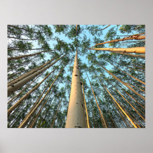 Aspen Trunks And Leaves, Yukon Poster