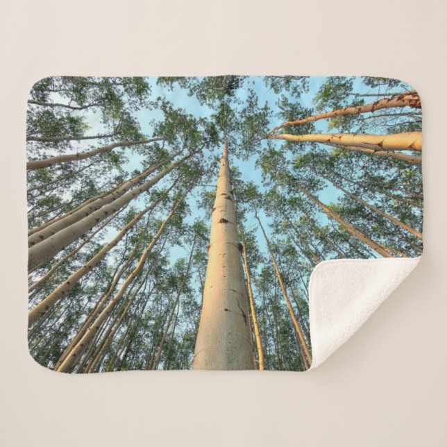 Aspen Trunks And Leaves, Yukon Sherpa Blanket (Front (Horizontal))