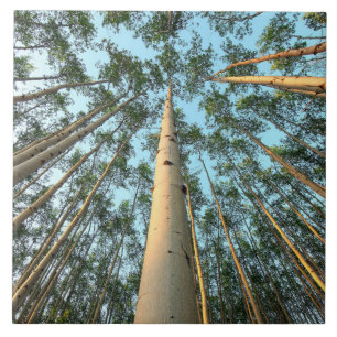 Aspen Trunks And Leaves, Yukon Tile
