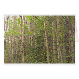 Aspens