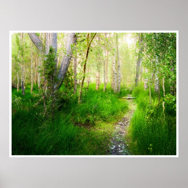 Aspens and Lush Grasses at Convict Lake Photo Poster (Front)