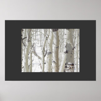 Aspens Close-Up Poster