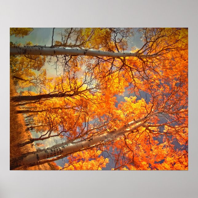 Aspens Glory Poster (Front)