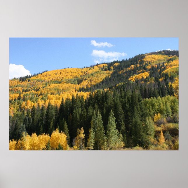Aspens in Colorado Poster (Front)