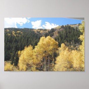 Aspens In Fall, On Shultz Pass Road Near Flagstaff Poster