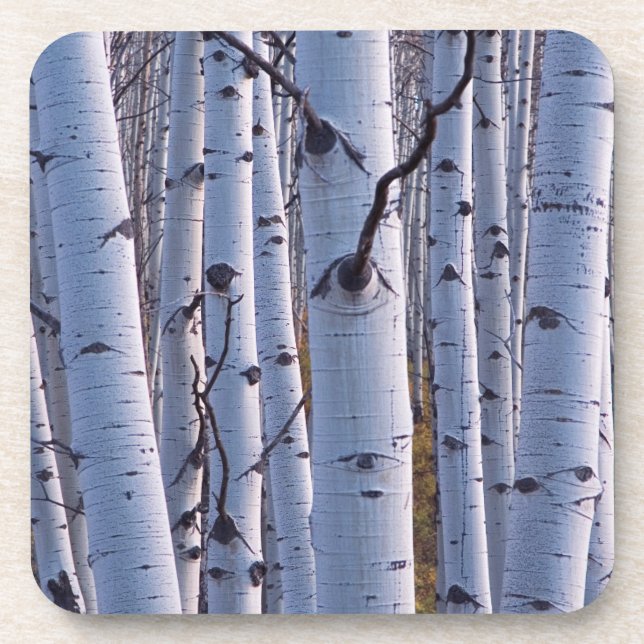 Aspens In Gunnison National Park Coaster (Front)