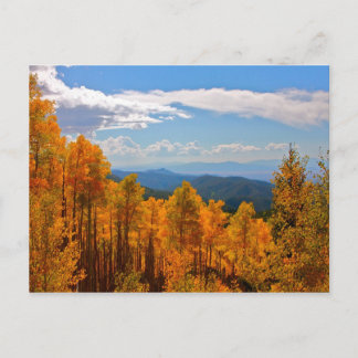 Aspens in New Mexico Postcard