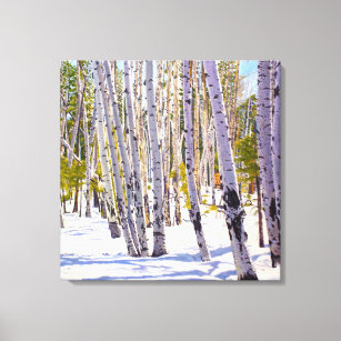 Aspens in Snow Canvas Print