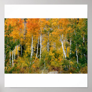 Aspens in the Fall Poster