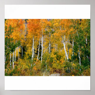 Aspens in the Fall Poster