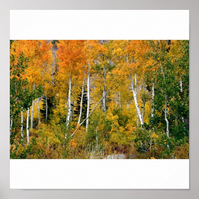 Aspens in the Fall Poster (Front)