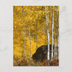 Aspens Postcard