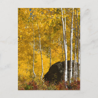 Aspens Postcard