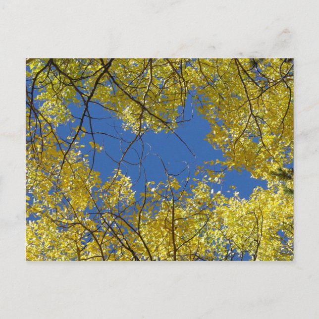 Aspens Postcard (Front)