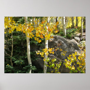 Aspens Poster