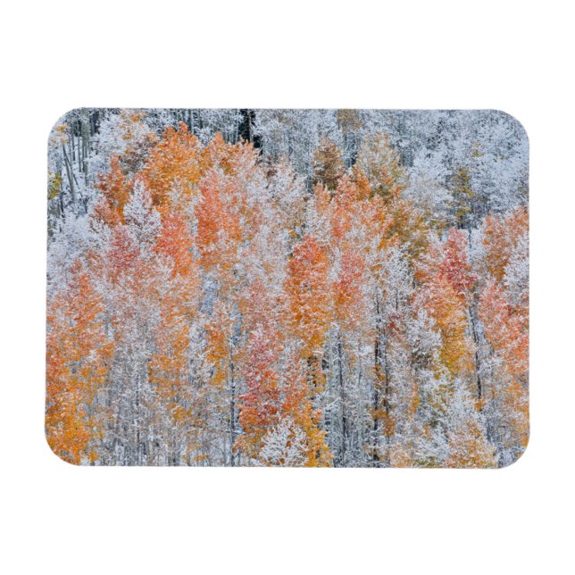 Aspens & Snow | Rocky Mountains, Colorado Magnet (Horizontal)