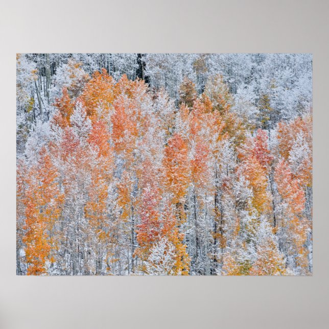 Aspens & Snow | Rocky Mountains, Colorado Poster (Front)