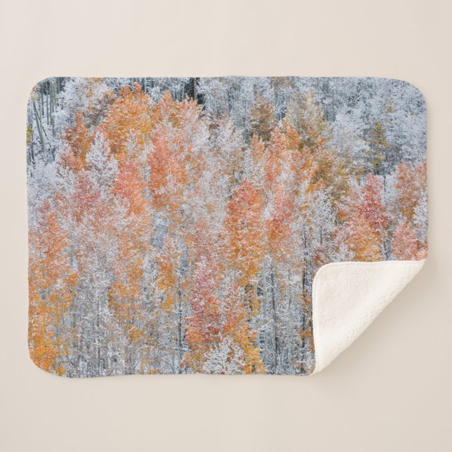 Aspens & Snow | Rocky Mountains, Colorado Sherpa Blanket (Front (Horizontal))