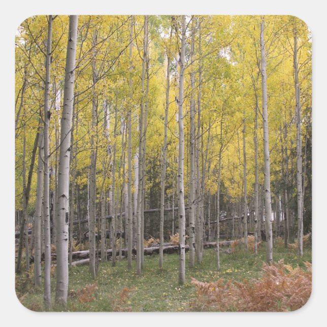 Aspen's yellow glow square sticker (Front)