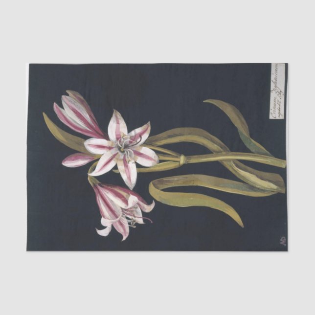 Asphodil Lily by Mary Delany Tissue Paper (Front)