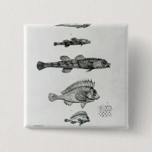 Aspidophorus Chiloensis and Agriopus Hispidus 15 Cm Square Badge