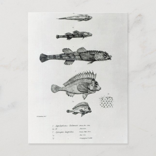 Aspidophorus Chiloensis and Agriopus Hispidus Postcard (Front)