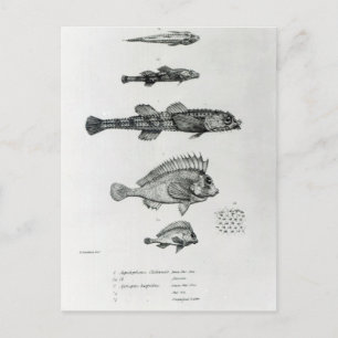 Aspidophorus Chiloensis and Agriopus Hispidus Postcard