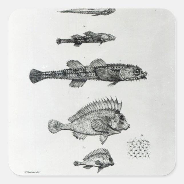 Aspidophorus Chiloensis and Agriopus Hispidus Square Sticker (Front)