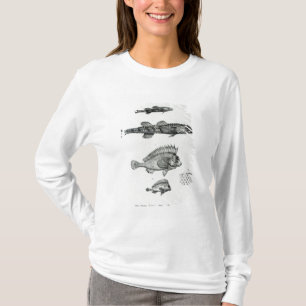 Aspidophorus Chiloensis and Agriopus Hispidus T-Shirt